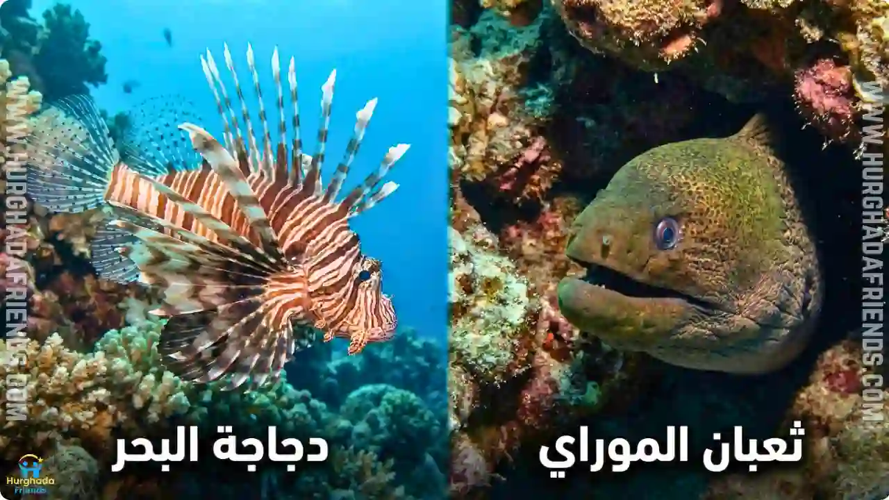 صورة توضيحية لكائنات بحرية يجب الحذر منها، تظهر دجاجة البحر بأشواكها السامة، وبجانبها رأس ثعبان الموراي العملاق يطل من بين الشعاب المرجانية المظلمة، للتأكيد على عدم اللمس.