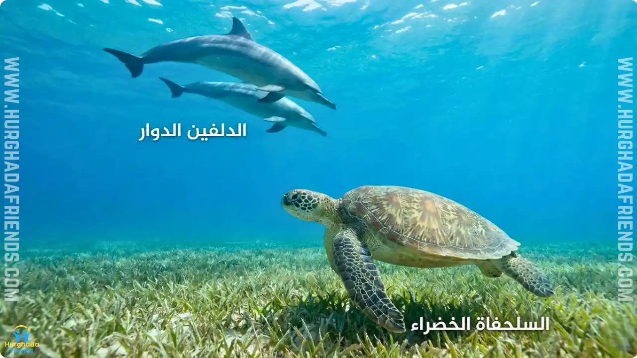 صورة طبيعية تحت الماء في الغردقة تظهر اثنين من الدلافين الدوارة تسبحان بالقرب من السطح، وأسفلهما سلحفاة بحرية خضراء فوق قاع عشبي، مع كتابة أسماء الكائنات بالعربية.