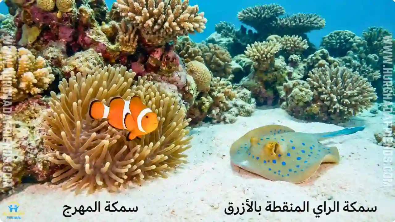 لقطة مقربة لألوان الشعاب المرجانية الزاهية، تضم سمكة المهرج (نيمو) برتقالية داخل شقائق النعمان، وبجانبها على الرمال سمكة الراي المنقطة بالأزرق، مع وجود تسميات توضيحية.