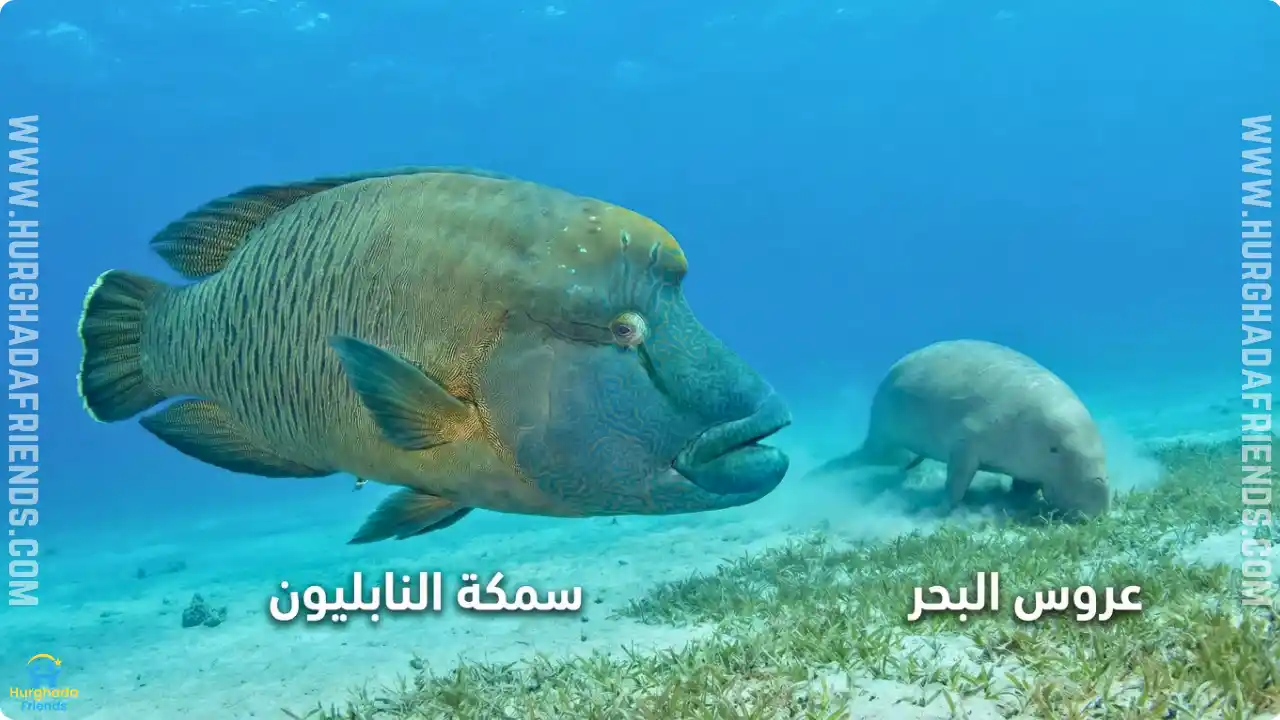 صورة واسعة الزاوية أثناء رحلة غطس تظهر الكائنات البحرية العملاقة والنادرة: سمكة النابليون الضخمة في المقدمة، وكائن عروس البحر يرعى الأعشاب في الخلفية، مع أسماء الكائنات.