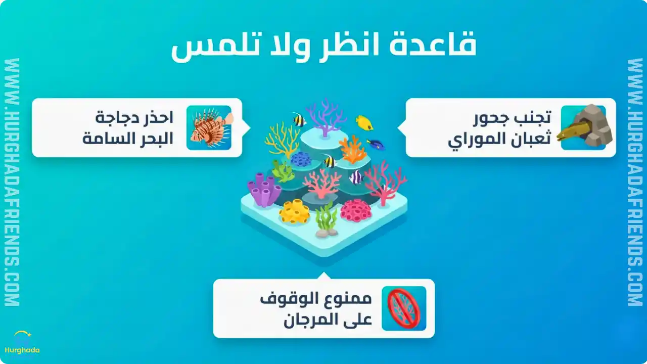انفوجرافيك يوضح قواعد السلامة البيئية عند مشاهدة اسماك الغردقة ويشمل: قاعدة انظر ولا تلمس، التحذير من دجاجة البحر السامة، ومنع الوقوف على المرجان لحماية البيئة.